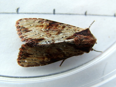 Clouded-bordered Brindle